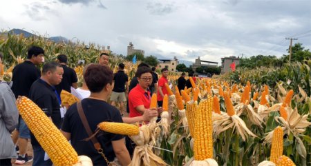 7月 元江“萬企興萬村”擦亮種業“芯”片449